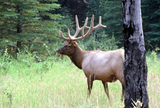 Canada-Alberta-Southern Alberta Ranch